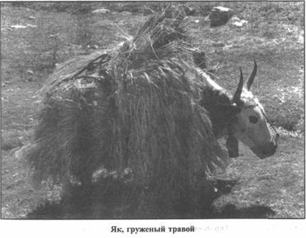 Золотые пластины Харати Золотые пластины Харати