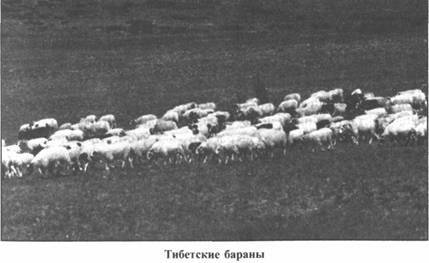 Золотые пластины Харати Золотые пластины Харати