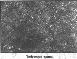 Золотые пластины Харати Золотые пластины Харати