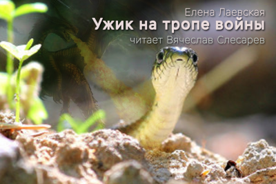 Лаевская Елена - Ужик на тропе войны - Читать книги онлайн | Слушать аудиокниги онлайн | Электронная библиотека books-lib.com