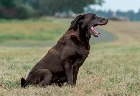 Идеальная собака не выгуливает хозяина. Как воспитать собаку без вредных привычек Идеальная собака не выгуливает хозяина. Как воспитать собаку без вредных привычек