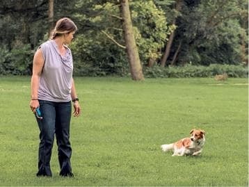 Идеальная собака не выгуливает хозяина. Как воспитать собаку без вредных привычек Идеальная собака не выгуливает хозяина. Как воспитать собаку без вредных привычек