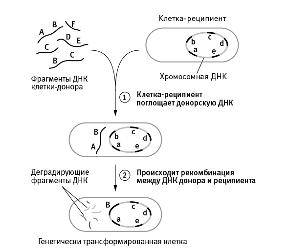 Перспективы отбора Перспективы отбора