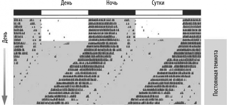 Мозг – повелитель времени Мозг – повелитель времени