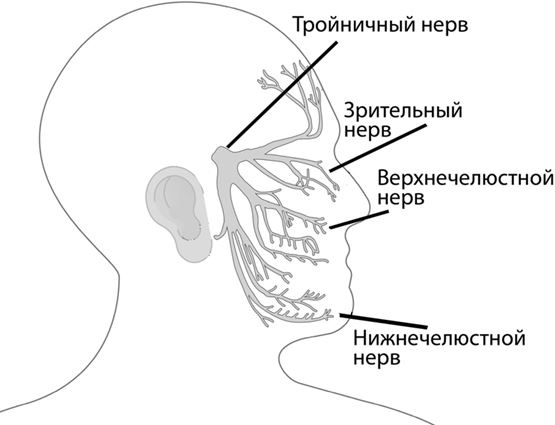 Не дай голове расколоться! Не дай голове расколоться!