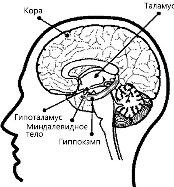Перенастройте свой встревоженный мозг Перенастройте свой встревоженный мозг