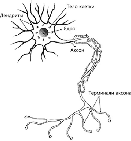 Перенастройте свой встревоженный мозг Перенастройте свой встревоженный мозг