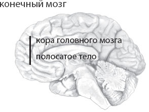 Мозг. Такой ли он особенный? Мозг. Такой ли он особенный?