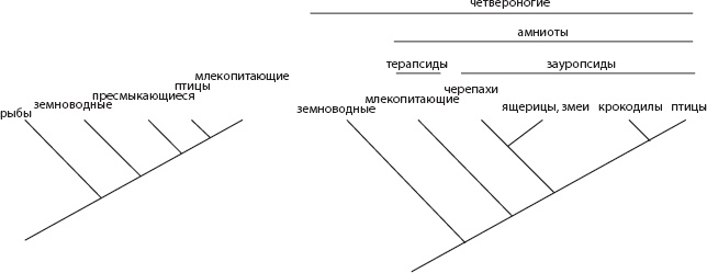 Мозг. Такой ли он особенный? Мозг. Такой ли он особенный?