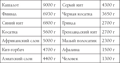 Мозг. Такой ли он особенный? Мозг. Такой ли он особенный?
