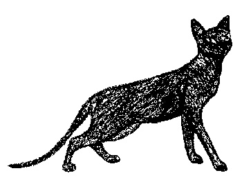 Кот для двоих Кот для двоих
