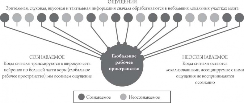 Мозг и сознание Мозг и сознание