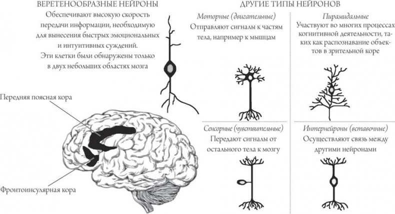 Мозг и сознание Мозг и сознание