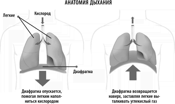 Полюби свой мозг Полюби свой мозг