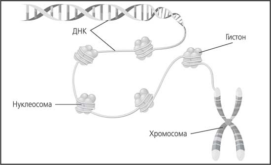 Мозг. Как он устроен и что с ним делать Мозг. Как он устроен и что с ним делать