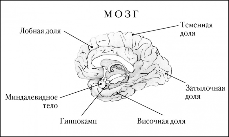Мозговой штурм. Детективные истории из мира неврологии Мозговой штурм. Детективные истории из мира неврологии