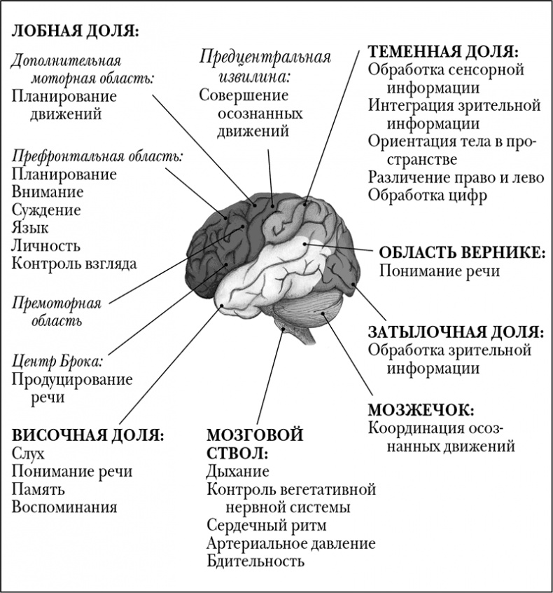 Мозговой штурм. Детективные истории из мира неврологии Мозговой штурм. Детективные истории из мира неврологии