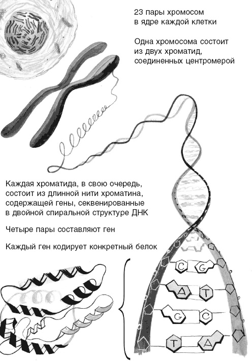 Кожа: орган, в котором я живу Кожа: орган, в котором я живу