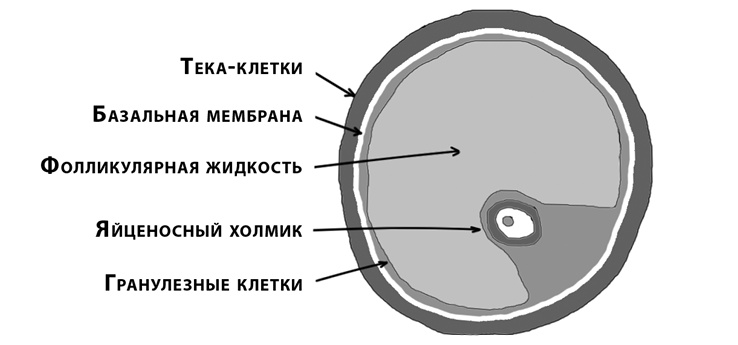 Это все гормоны! Это все гормоны!