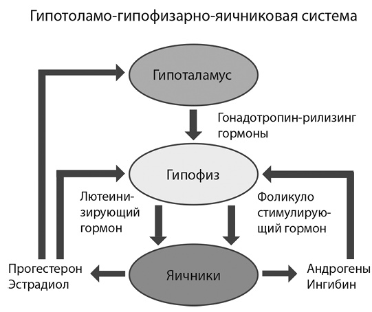 Это все гормоны! Это все гормоны!