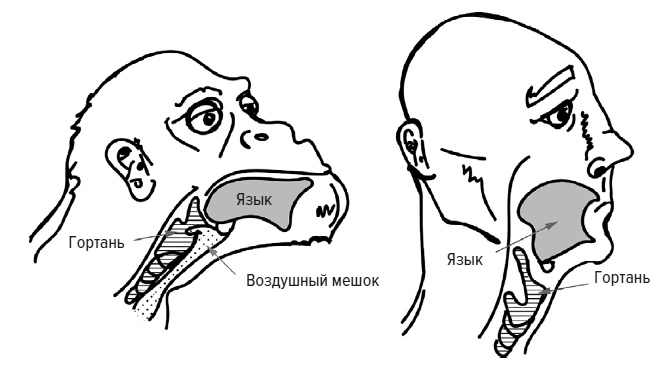 Зачем мы говорим Зачем мы говорим