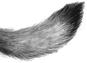 День огня День огня