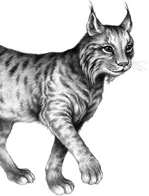 День огня День огня