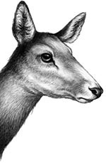 День огня День огня