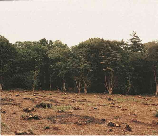 Фотография как современное искусство Фотография как современное искусство