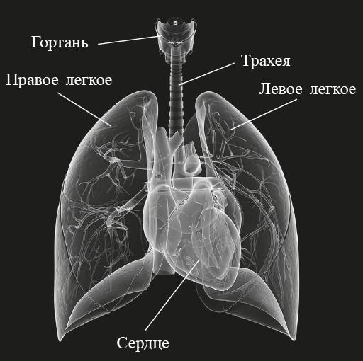 Захватывающий мир легких Захватывающий мир легких