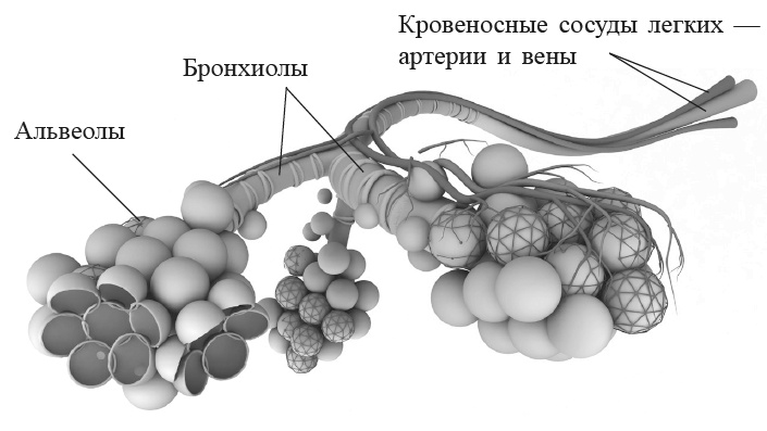 Захватывающий мир легких Захватывающий мир легких