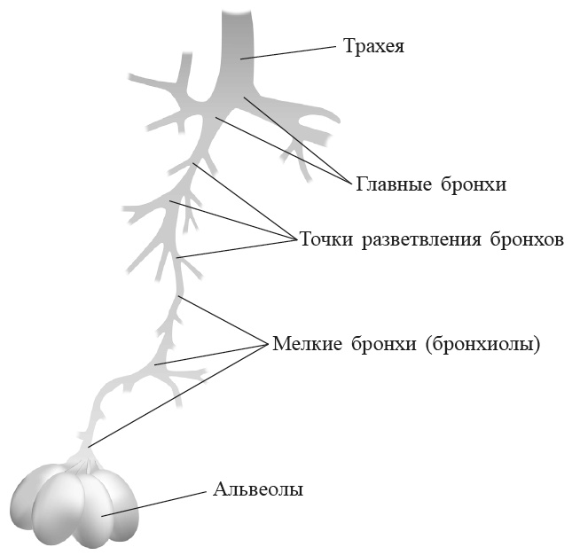 Захватывающий мир легких Захватывающий мир легких