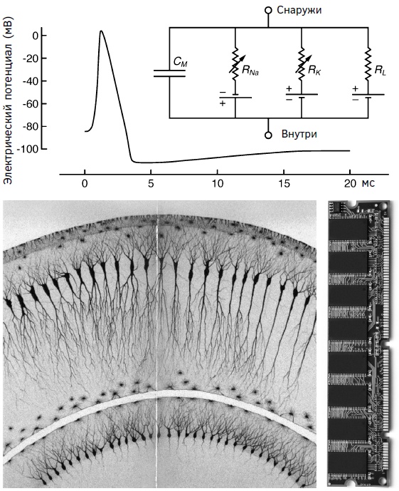 Мозг: прошлое и будущее Мозг: прошлое и будущее