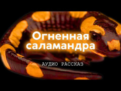 Курганов Иван - Огненная саламандра - Читать книги онлайн | Слушать аудиокниги онлайн | Электронная библиотека books-lib.com