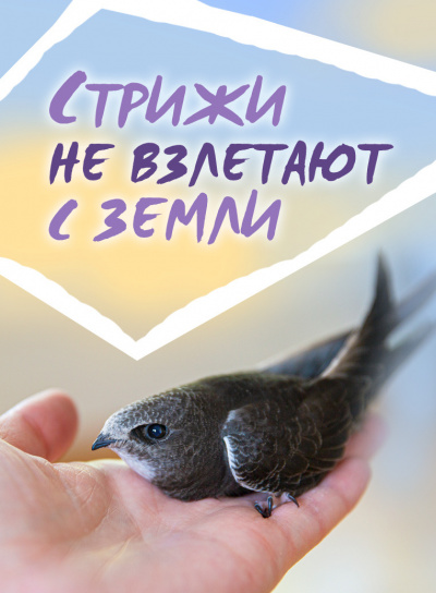 Стахеев Сергей - Стрижи не взлетают с земли - Читать книги онлайн | Слушать аудиокниги онлайн | Электронная библиотека books-lib.com