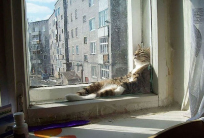 Преображенский Сергей - Семь снов черного кота. Сон седьмой. Муха - Читать книги онлайн | Слушать аудиокниги онлайн | Электронная библиотека books-lib.com
