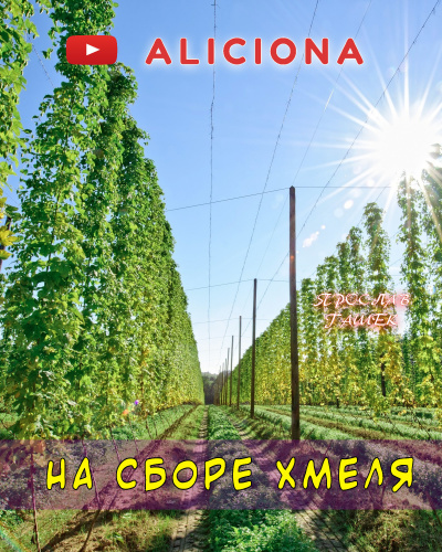 Гашек Ярослав - На сборе хмеля - Читать книги онлайн | Слушать аудиокниги онлайн | Электронная библиотека books-lib.com