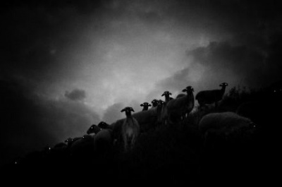Ли Марианна - Пастырь добрый - Читать книги онлайн | Слушать аудиокниги онлайн | Электронная библиотека books-lib.com