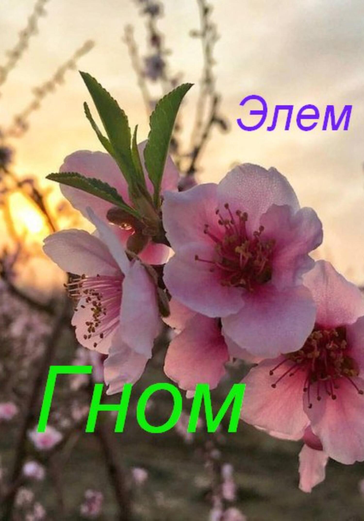 Гном - Элем - Читать книги онлайн | Слушать аудиокниги онлайн | Электронная библиотека books-lib.com