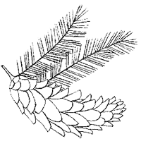 Дикий лес Дикий лес