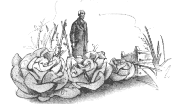 Драконы Обыкновенной фермы Драконы Обыкновенной фермы