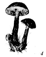 Школа выживания. Как избежать голодной смерти Школа выживания. Как избежать голодной смерти