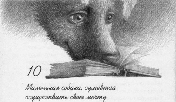 Пес по имени Бу Пес по имени Бу