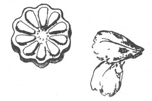 Библиотека географа Библиотека географа