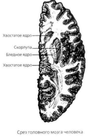 Почему мужчины хотят секса, а женщины любви - Аллан Пиз, Барбара Пиз