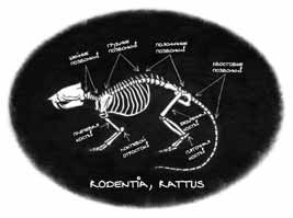 Дневник профессора Гаргульи Дневник профессора Гаргульи