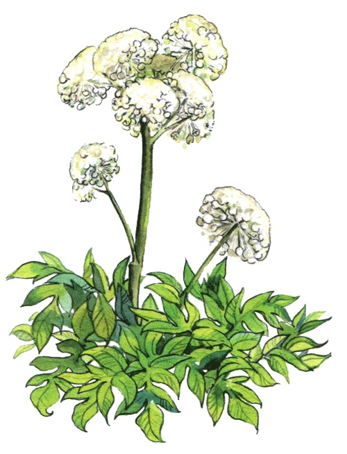 Лето разноцветно-косолапое Лето разноцветно-косолапое