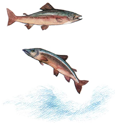 Лето разноцветно-косолапое Лето разноцветно-косолапое