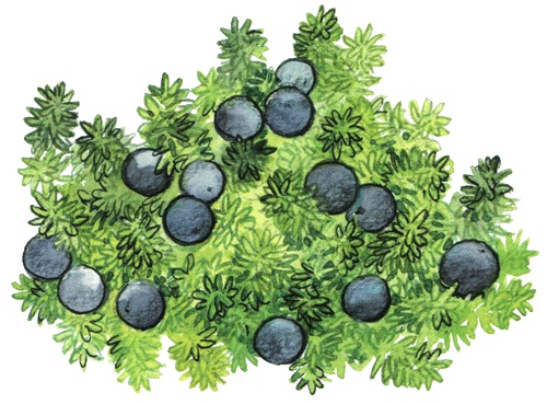 Лето разноцветно-косолапое Лето разноцветно-косолапое