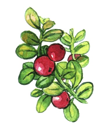 Лето разноцветно-косолапое Лето разноцветно-косолапое